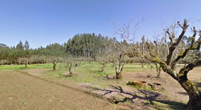 Terreno em Cantanhede e Pocariça de 4 050 m²