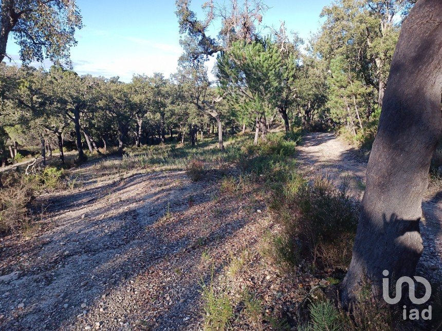Terrain agricole à Galveias de 12 500 m²