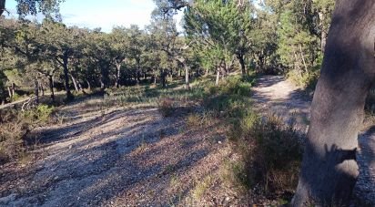 Terrain agricole à Galveias de 12 500 m²