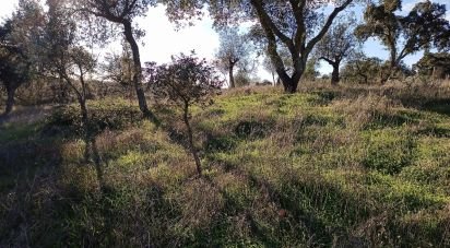 Terrain agricole à Galveias de 10 000 m²