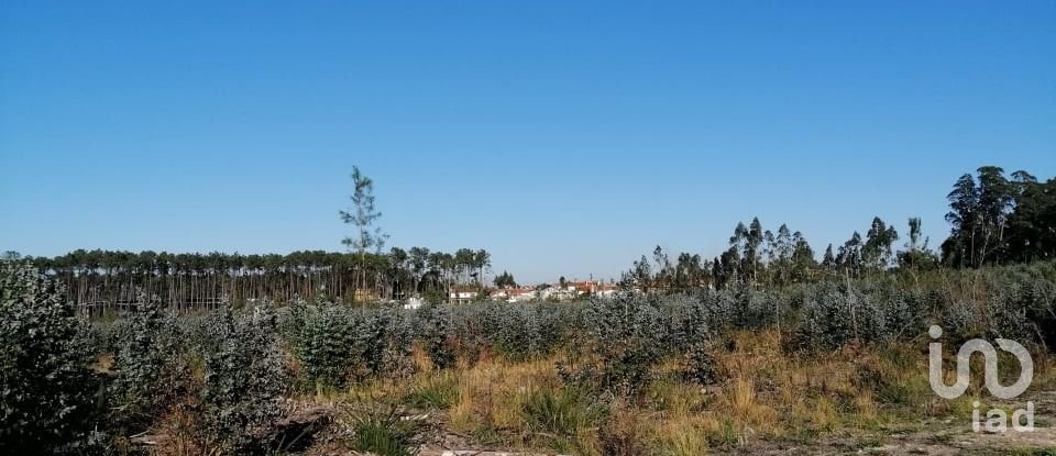 Terreno em Monte Real e Carvide de 140 000 m²
