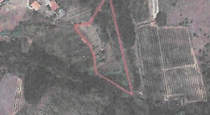 Terrain agricole à Alcobaça e Vestiaria de 11 000 m²