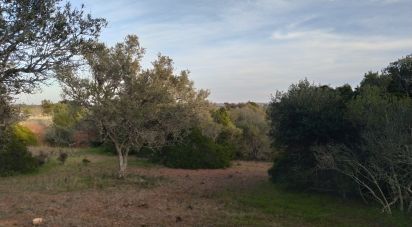 Terrain Loisirs à Barão de São Miguel de 12 000 m²
