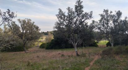 Terrain Loisirs à Barão de São Miguel de 12 000 m²