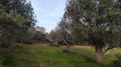 Terrain Loisirs à Barão de São Miguel de 12 000 m²