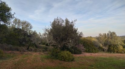 Terrain Loisirs à Barão de São Miguel de 12 000 m²
