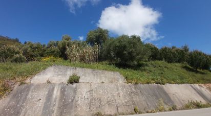 Terrain à Rio Maior de 7 390 m²