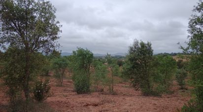 Land in Cercal of 31,000 m²