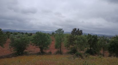 Terrain à Cercal de 31 000 m²