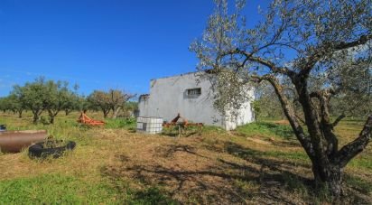 Domaine T0 à São João Baptista de 46 250 m²