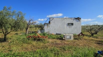 Domaine T0 à São João Baptista de 46 250 m²