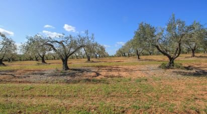 Domaine T0 à São João Baptista de 46 250 m²