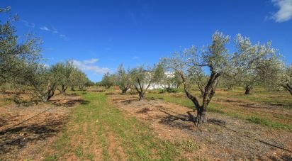 Domaine T0 à São João Baptista de 46 250 m²