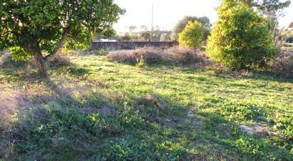 Terrain à Asseiceira de 6 920 m²