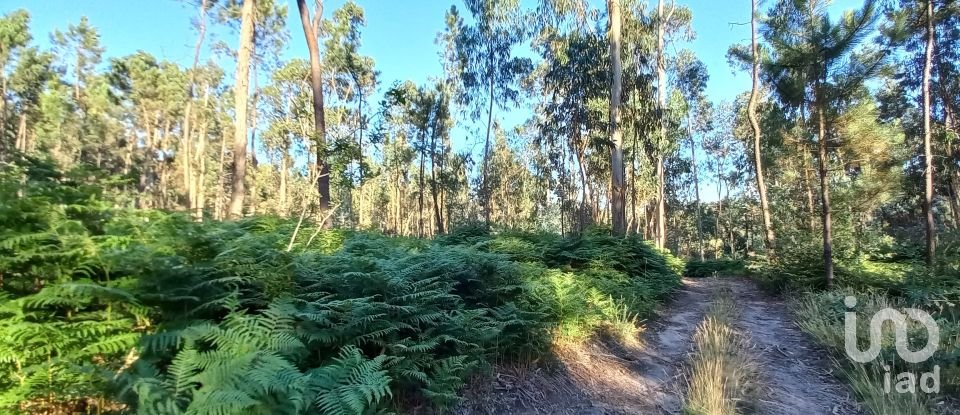 Farm land in Campo E Tamel (São Pedro Fins) of 14,920 m²