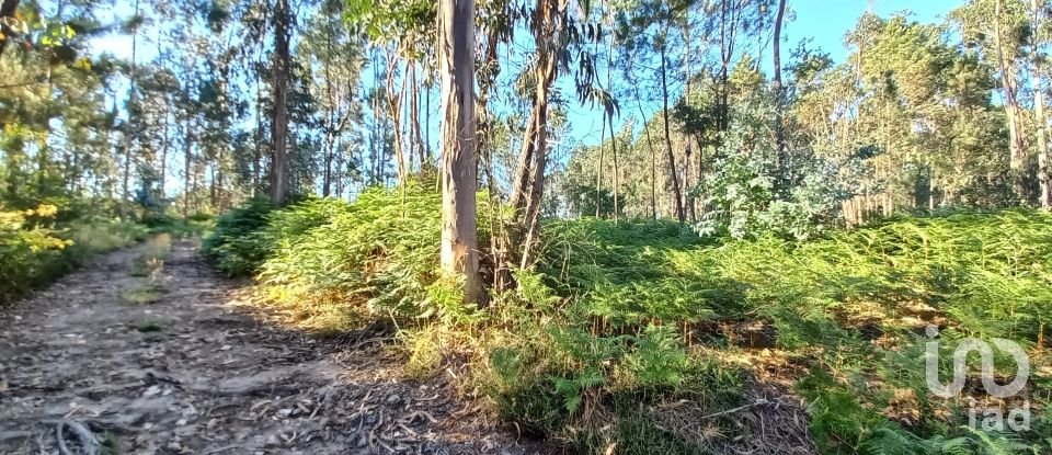 Farm land in Campo E Tamel (São Pedro Fins) of 14,920 m²