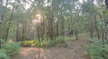 Terrain à Lavradas de 9 990 m²