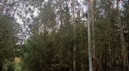 Terrain à Lavradas de 9 990 m²