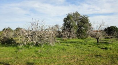 Terrain à Almancil de 3 855 m²