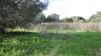 Terrain à Almancil de 3 855 m²