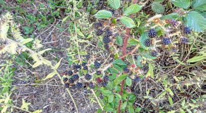 Terrain à Vila Facaia de 8 900 m²