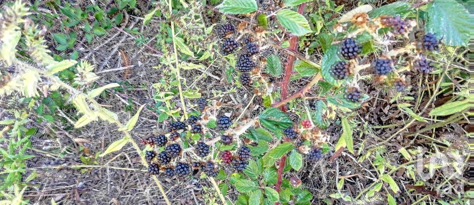 Terrain à Vila Facaia de 8 900 m²