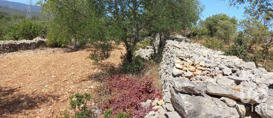 Land in Querença, Tôr e Benafim of 5,560 m²