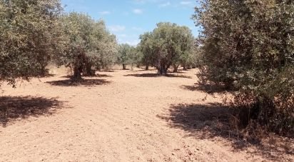 Terrain agricole à Grândola e Santa Margarida da Serra de 2 750 m²