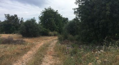 Land in Loulé (São Sebastião) of 9,900 m²