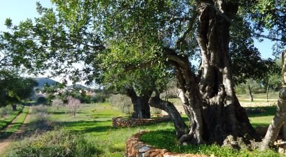 Terrain à bâtir à Almancil de 4 550 m²