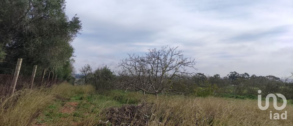 Terreno Agrícola em Mexilhoeira Grande de 5 600 m²