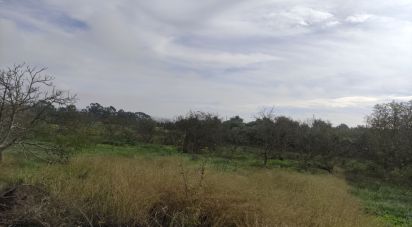 Terreno Agrícola em Mexilhoeira Grande de 5 600 m²