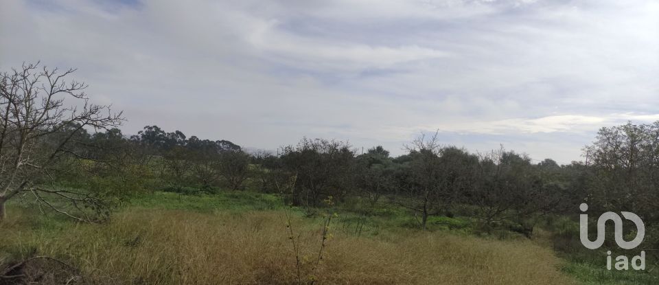 Terrain agricole à Mexilhoeira Grande de 5 600 m²