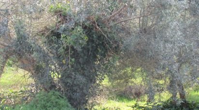 Land in Caranguejeira of 930 m²