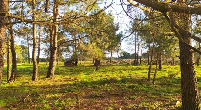 Terrain à Vila do Bispo e Raposeira de 123 840 m²