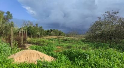 Terreno Agrícola em Mexilhoeira Grande de 5 200 m²