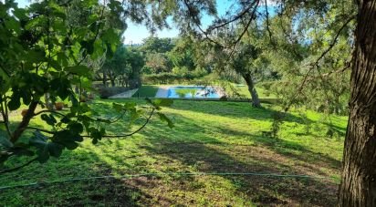 Ferme T3 à Castelo Branco de 21 250 m²