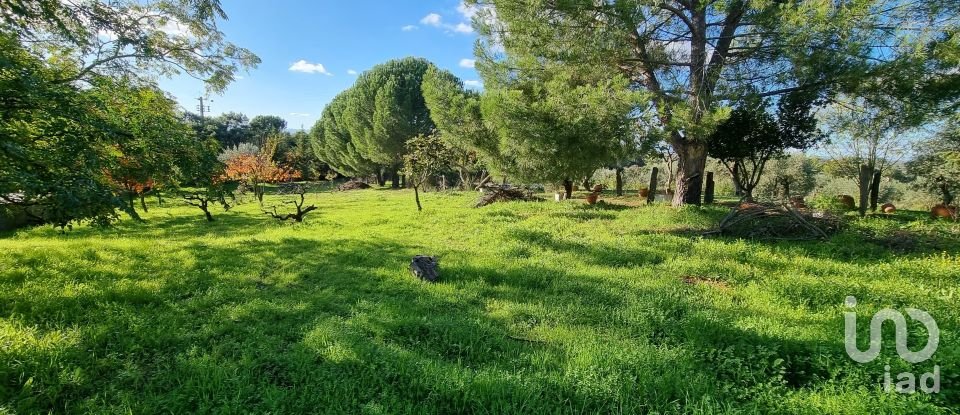 Farm T3 in Castelo Branco of 21,250 m²