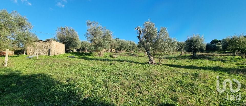 Farm T3 in Castelo Branco of 21,250 m²