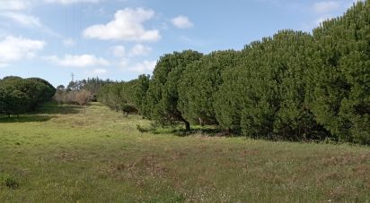 Terrain à Batalha de 10 712 m²