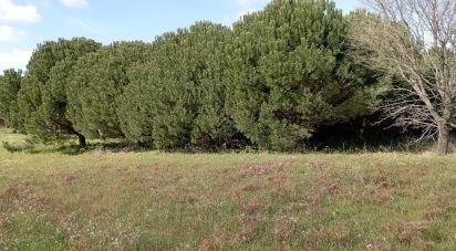 Terrain à Batalha de 10 712 m²