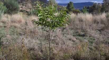 Terrain à Sendim de 2 980 m²