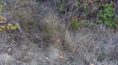 Terrain à Sendim de 2 980 m²