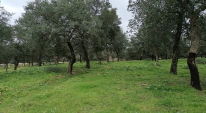 Terrain à Viana do Alentejo de 35 500 m²