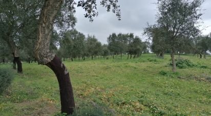 Terrain à Viana do Alentejo de 35 500 m²