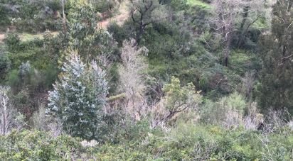 Land in Monchique of 54,040 m²