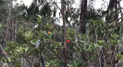 Terrain à Alferce de 76 240 m²