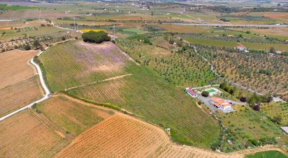 Terrain agricole à Borba (Matriz) de 42 400 m²
