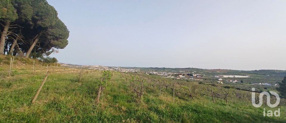 Agricultural land in Borba (Matriz) of 42,400 m²