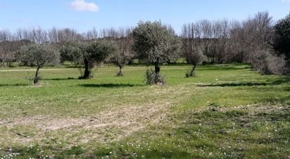 Terrain agricole à Castelo Branco de 53 000 m²